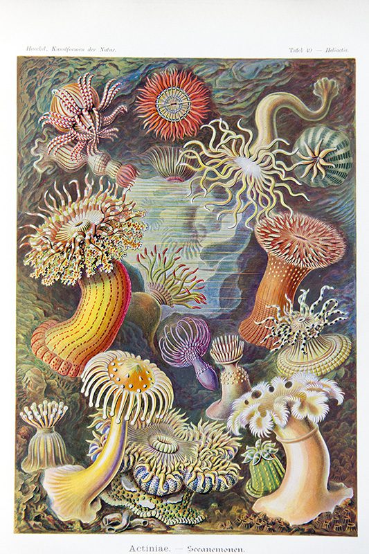An illustration of anemones underwater, in many different colours, shapes and textures.