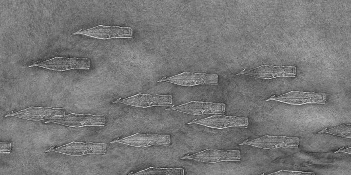 a black and white image showing whales moving underwater.