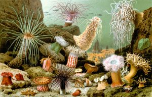 Colour illustration from the 1800s showing sea anemones