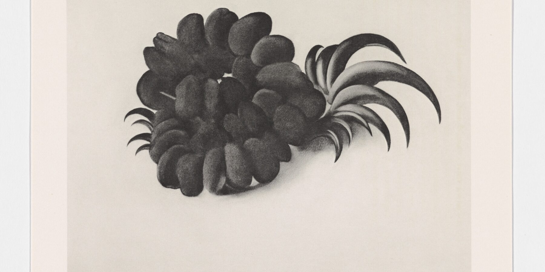 A monochrome drawing of seed pods and an eagle claw.