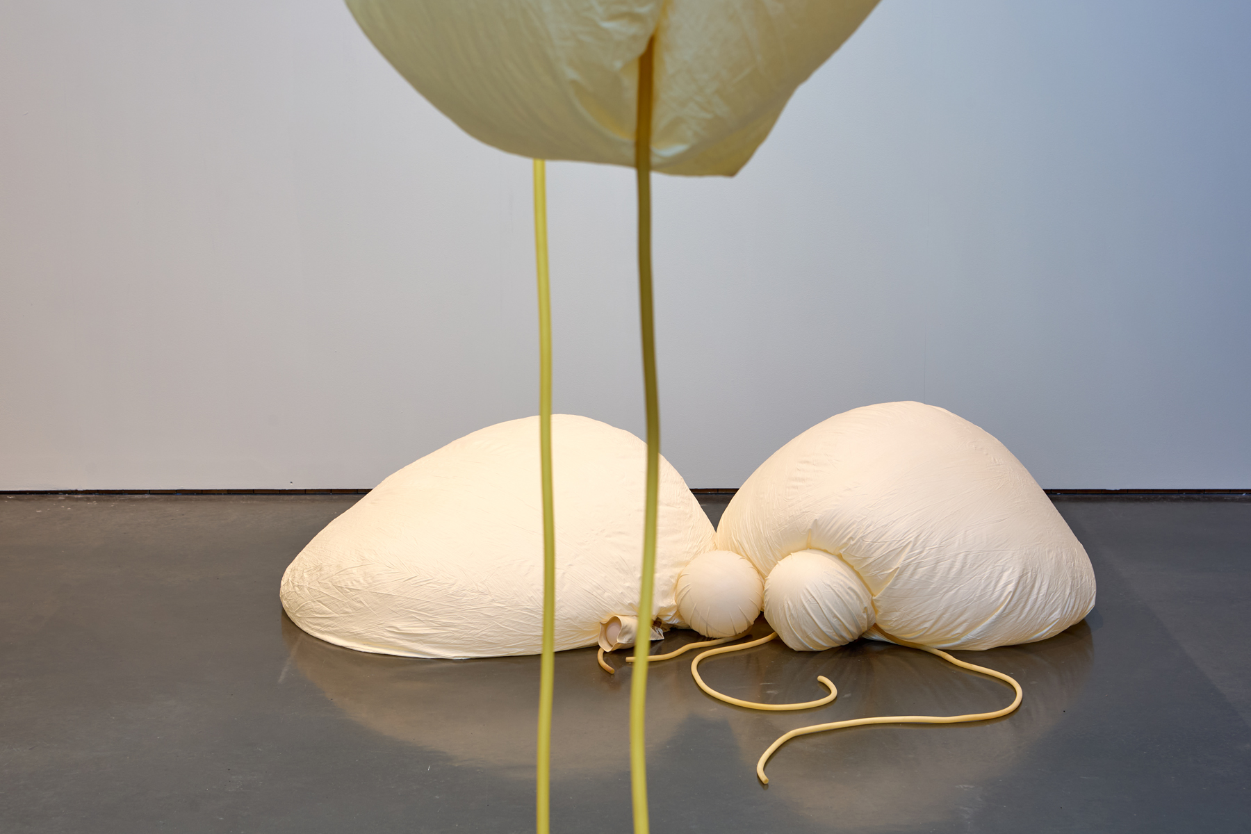 More deflated sculptures made from weather balloons slumped, wrinkeld, on the floor in a pair, like testicles - they are yellowy in colour