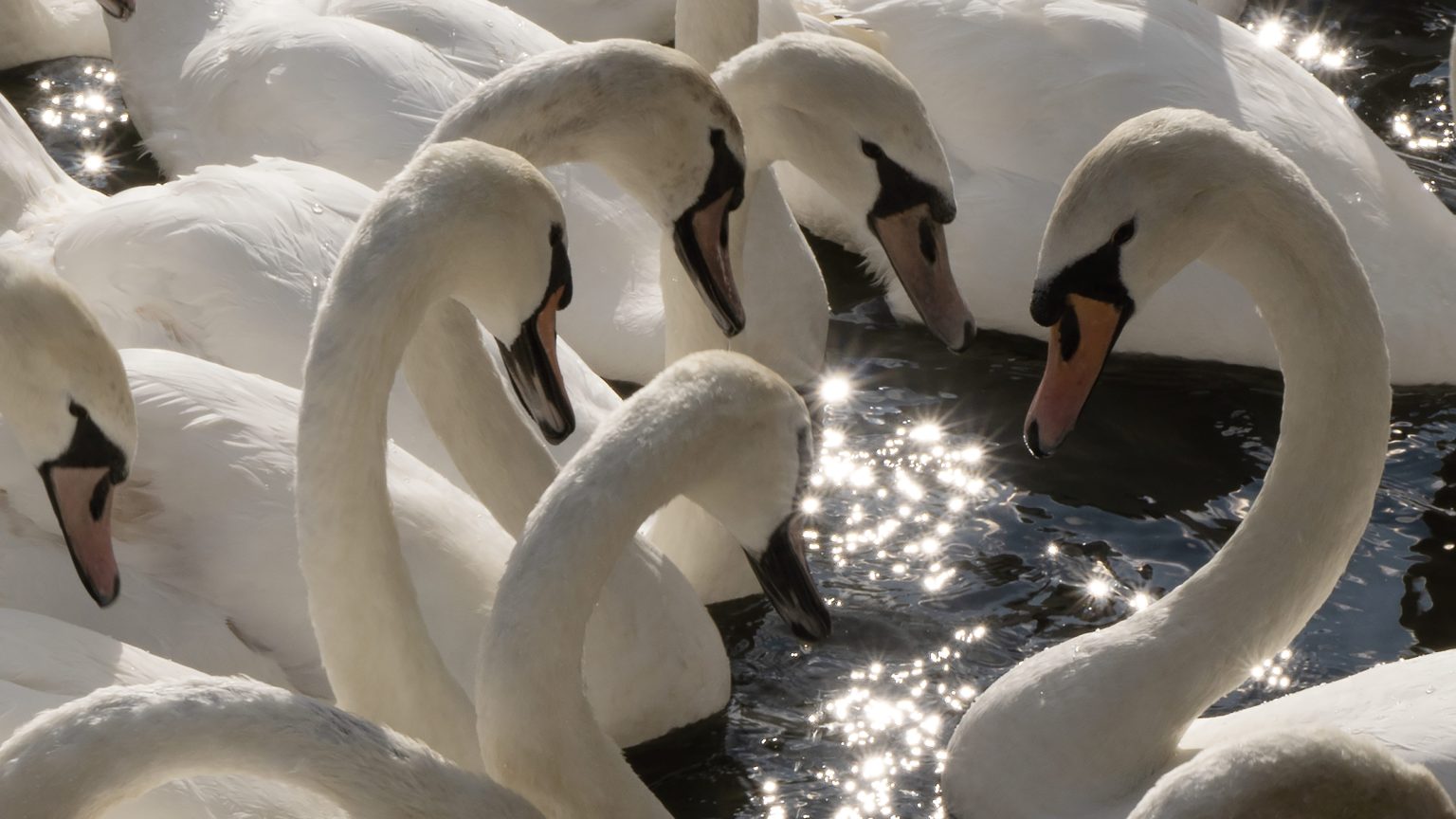 Swans gather in a circle on the water, the sun reflecting off the ripples