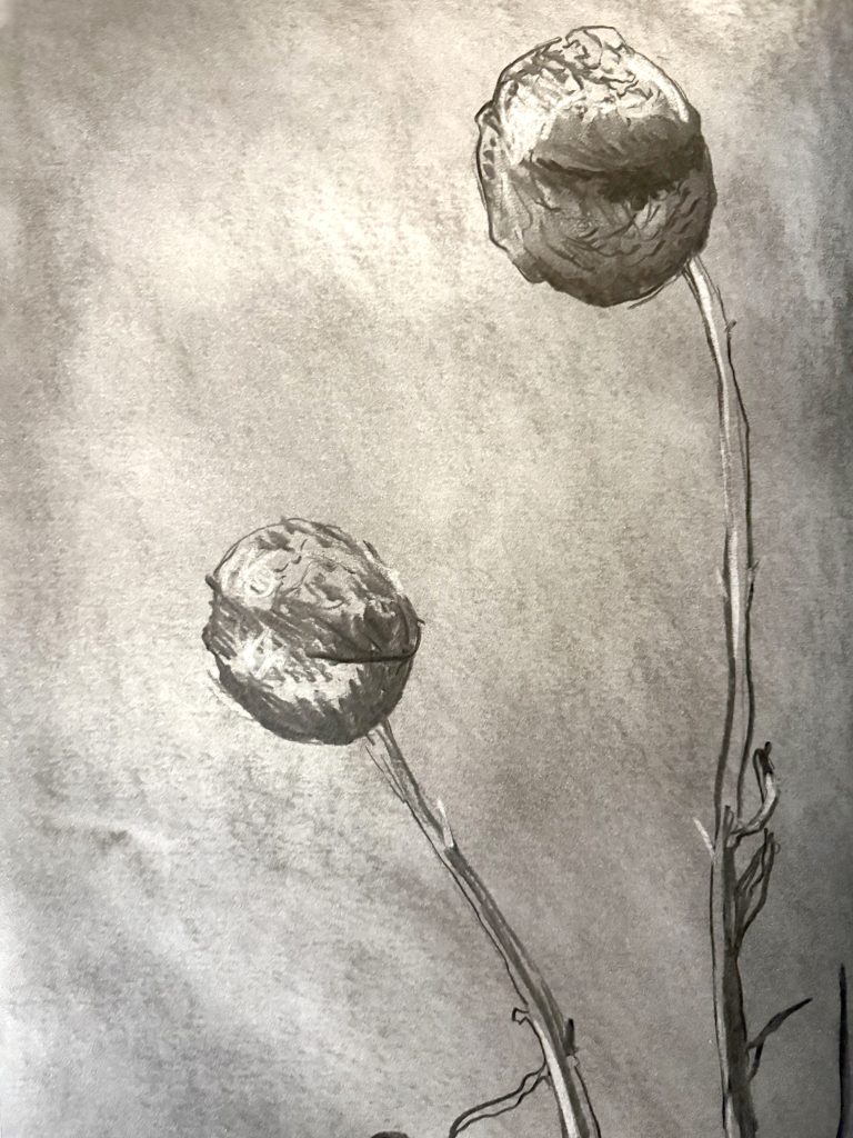 A greyscale drawing of two circular flowers on long thin stems
