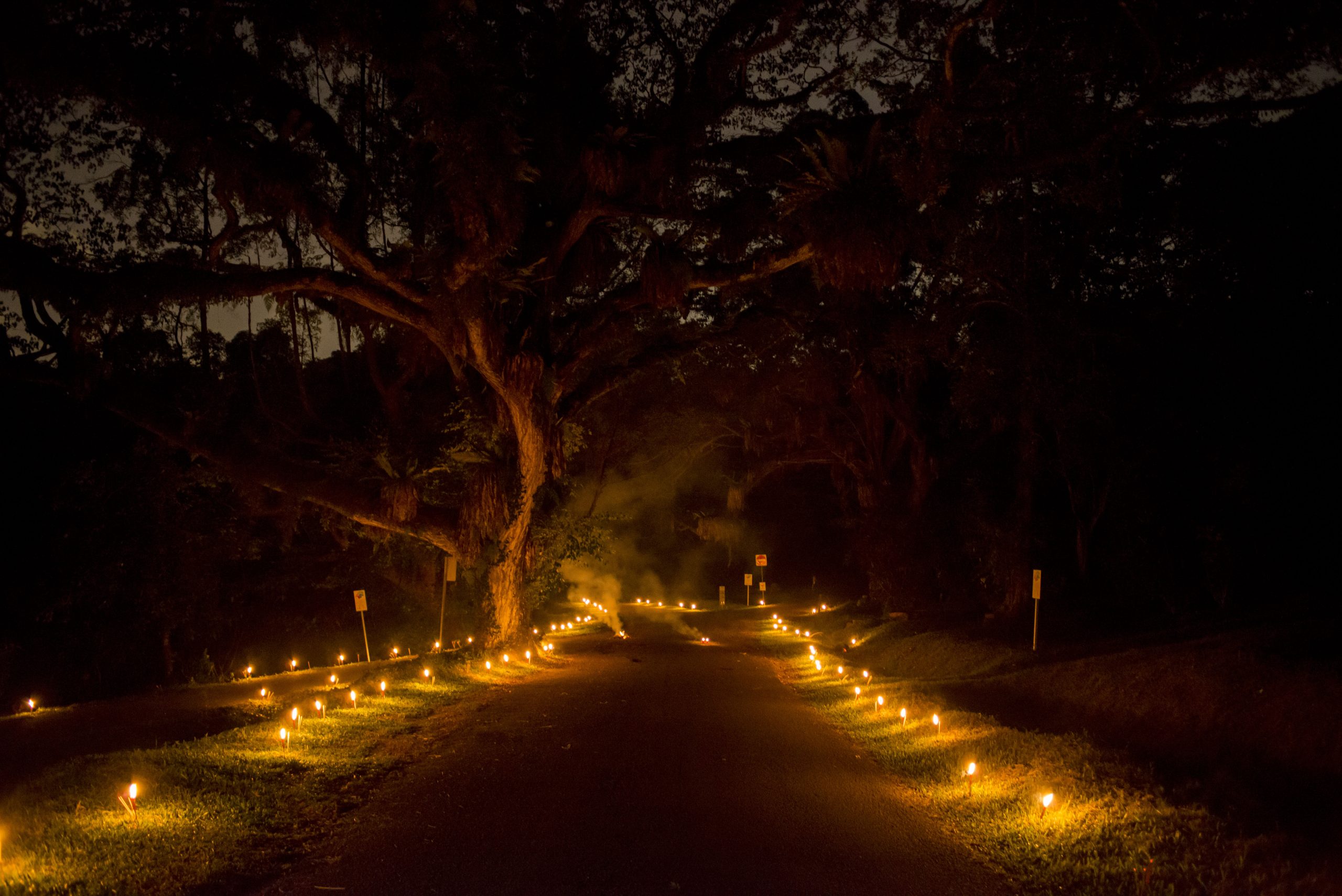 A cemetery at night. The tree lined pathway, its borders are lit by small candles placed on the floor