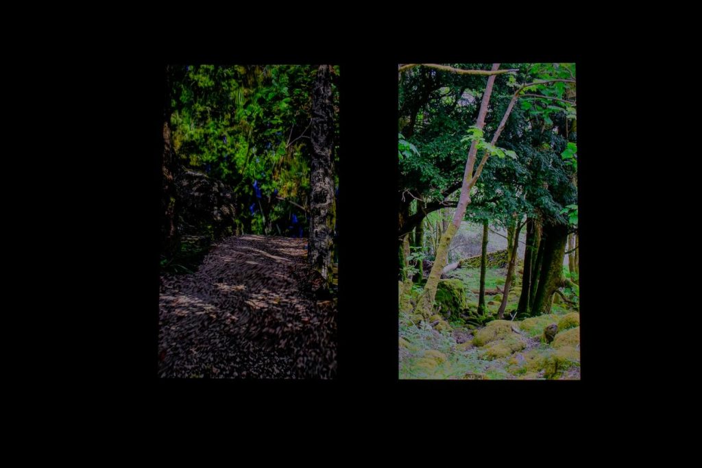 Two film stills side by side showing different shots of ancient woodland, all dark greens and browns and mossy